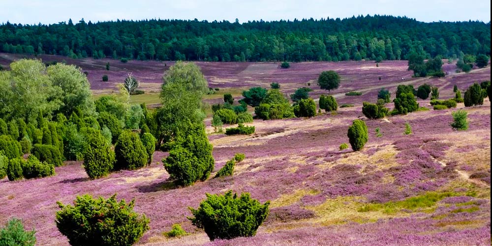 Lüneburger Heide